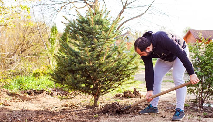 Christmas Trees: The Impact on our Environment