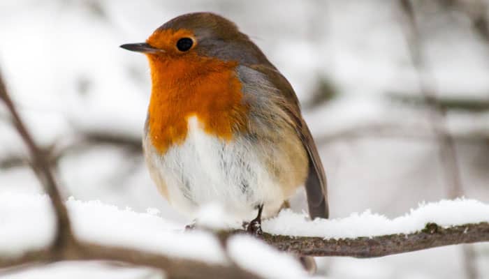 Why is the Robin Associated with Christmas?